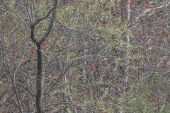 Tree-Abstraction-2